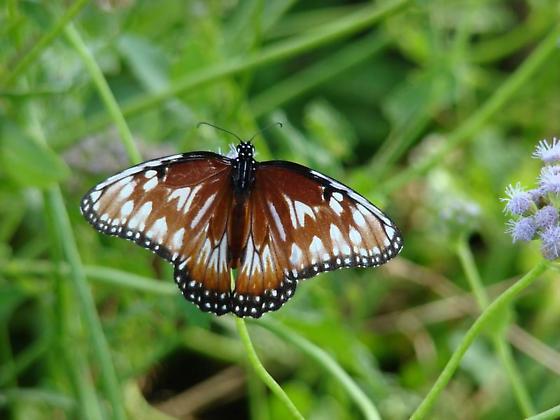 Danus gilippus (live, aberrant, mission, hidalgo county, tx) (Internet Image property of respective owner, non-commercial use only)